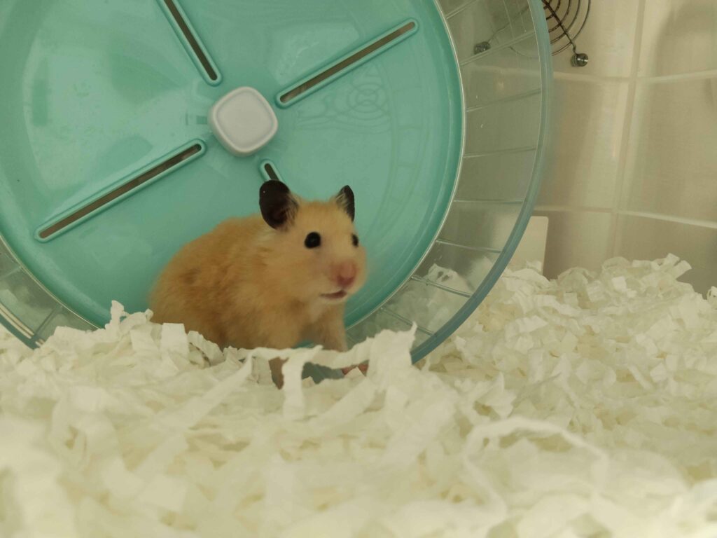 倉鼠寄宿案例：蛋蛋跑跑輪