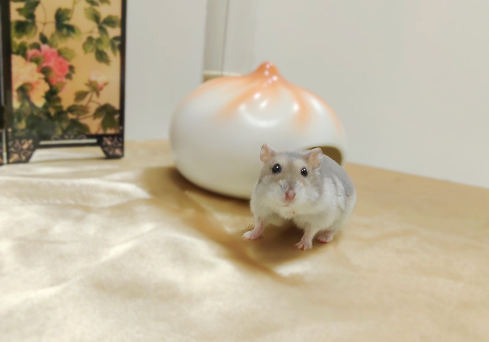 大仔家包子窩｜倉鼠與陶瓷包子造型鼠窩合影