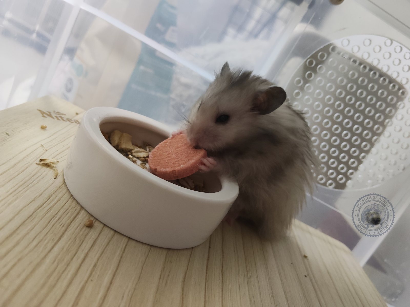 倉鼠低頭吃散落的飼料與零食顆粒 — 倉鼠零食選購示意