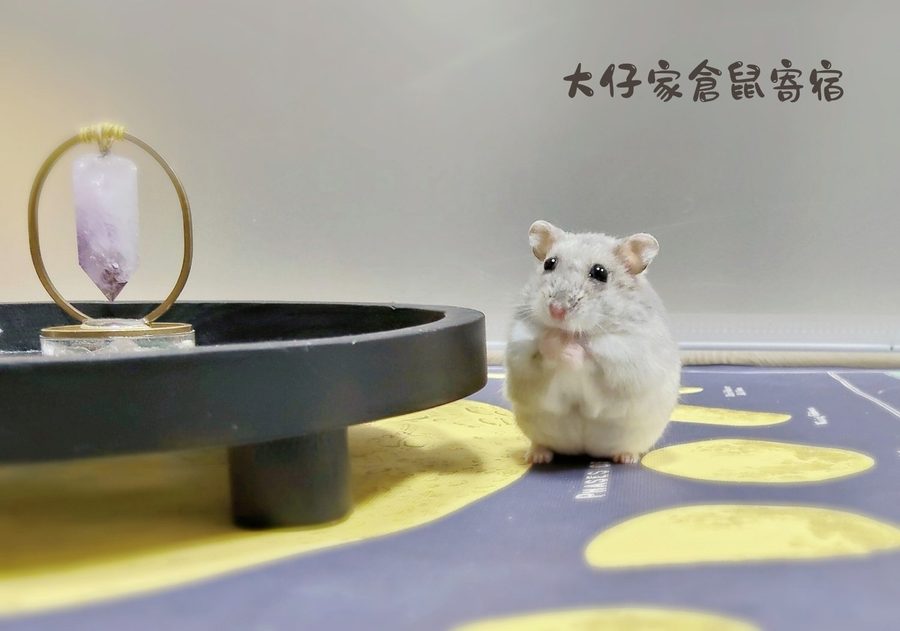 大仔家寵物攝影作品｜鼠寶棚拍寫真 第 1 張