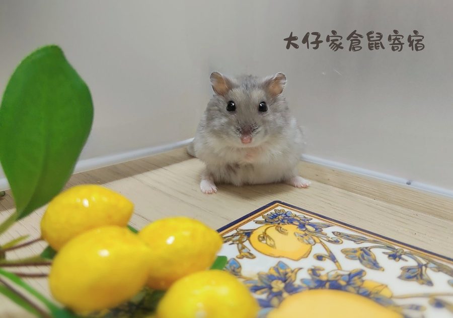 大仔家倉鼠寫真作品｜鼠寶棚拍紀錄 第 2 張