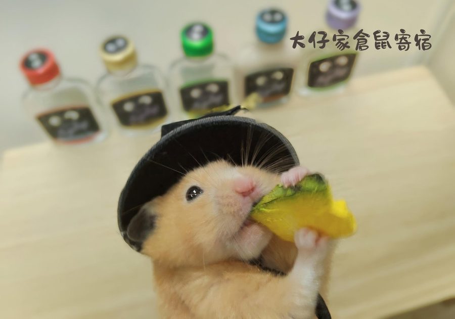 大仔家寵物寫真作品｜小寵攝影棚拍 第 3 張