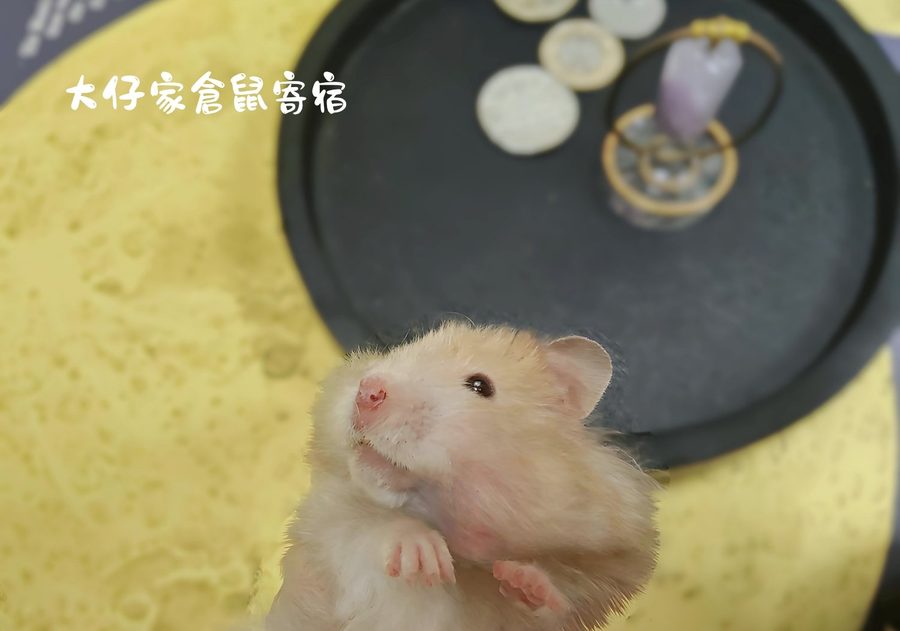 大仔家寵物攝影作品｜鼠寶棚拍寫真 第 5 張