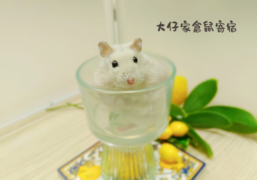 大仔家寵物寫真作品｜小寵攝影棚拍 第 7 張