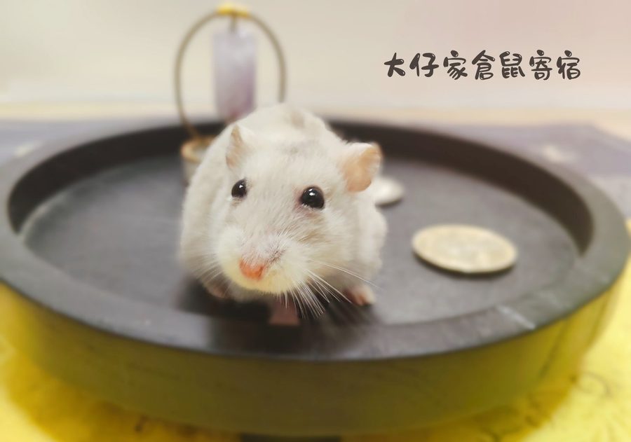 大仔家寵物攝影作品｜鼠寶棚拍寫真 第 9 張