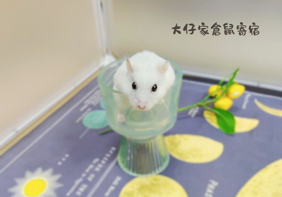 大仔家倉鼠寫真作品｜鼠寶棚拍紀錄 第 10 張