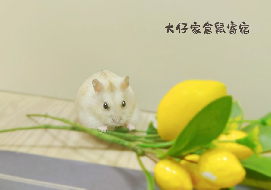 大仔家寵物攝影作品｜鼠寶棚拍寫真 第 13 張
