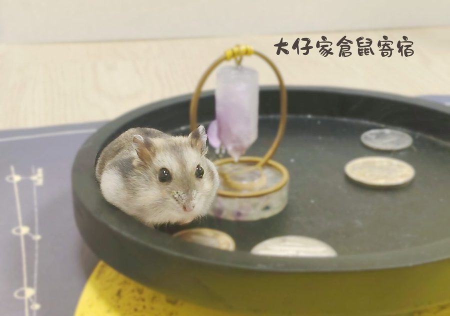 大仔家倉鼠寫真作品｜鼠寶棚拍紀錄 第 14 張