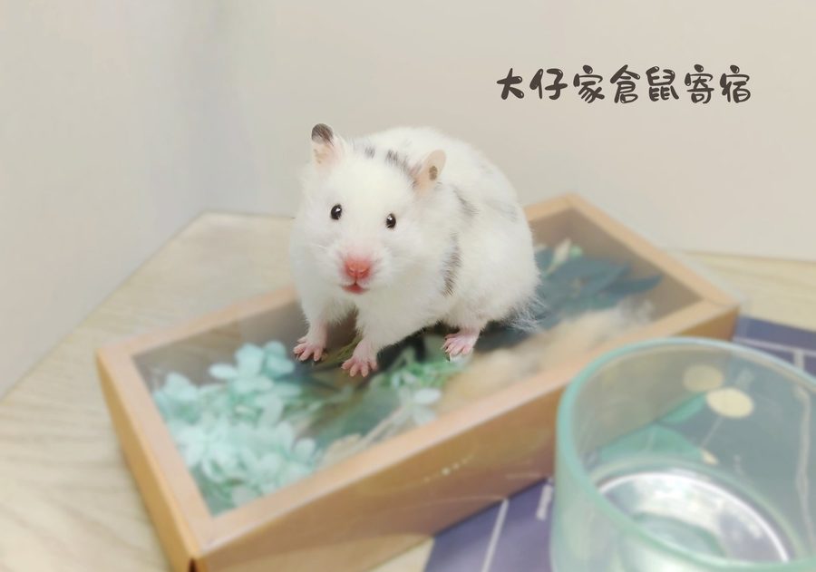 大仔家寵物寫真作品｜小寵攝影棚拍 第 15 張