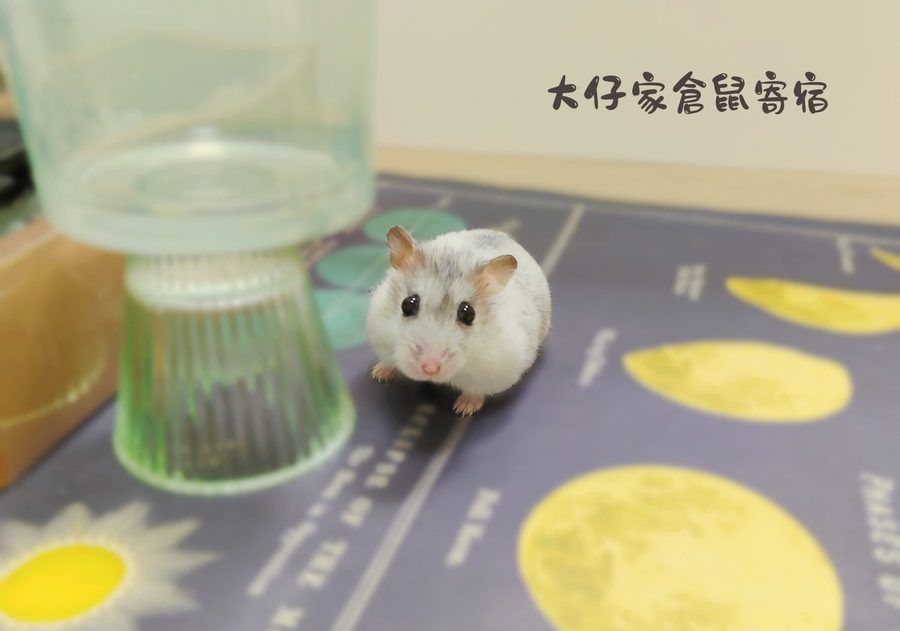 大仔家鼠寶寫真作品｜棚拍佈景 第 16 張