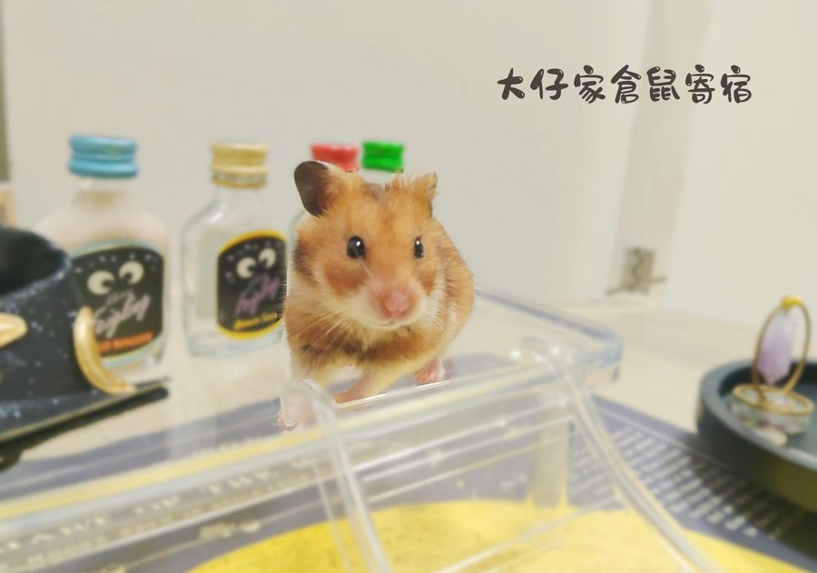 大仔家寵物攝影作品｜鼠寶棚拍寫真 第 17 張