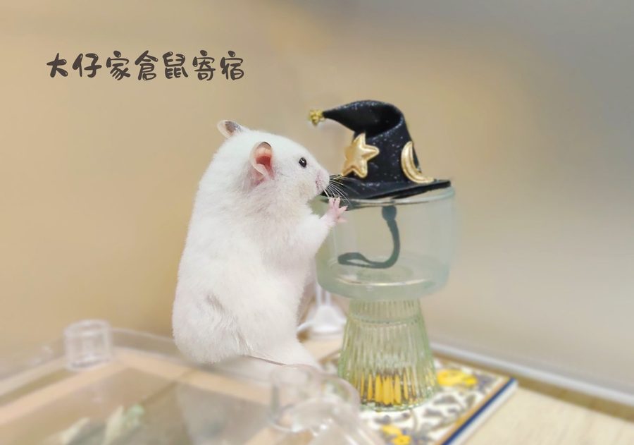 大仔家寵物寫真作品｜小寵攝影棚拍 第 23 張