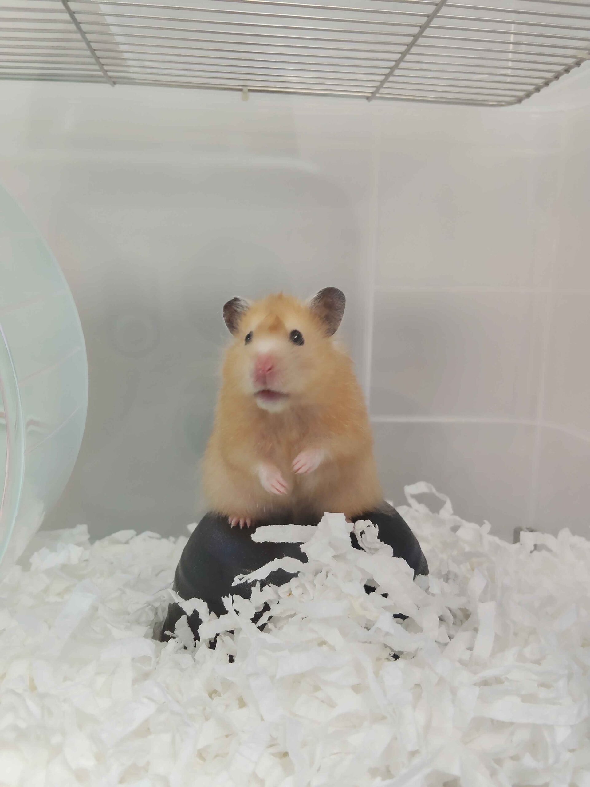 大仔家倉鼠寄宿案例，飼主輕托倉鼠的溫馨近照