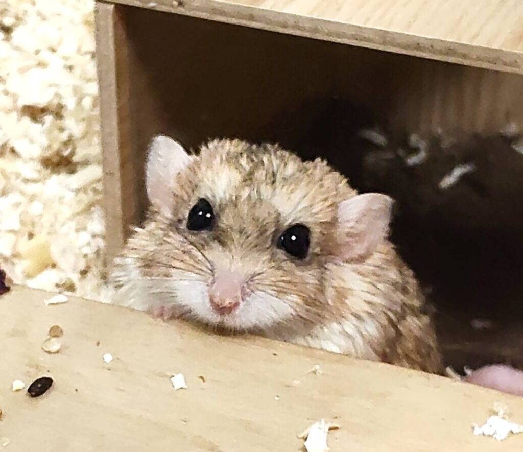 大仔家寄宿倉鼠從木屋探頭