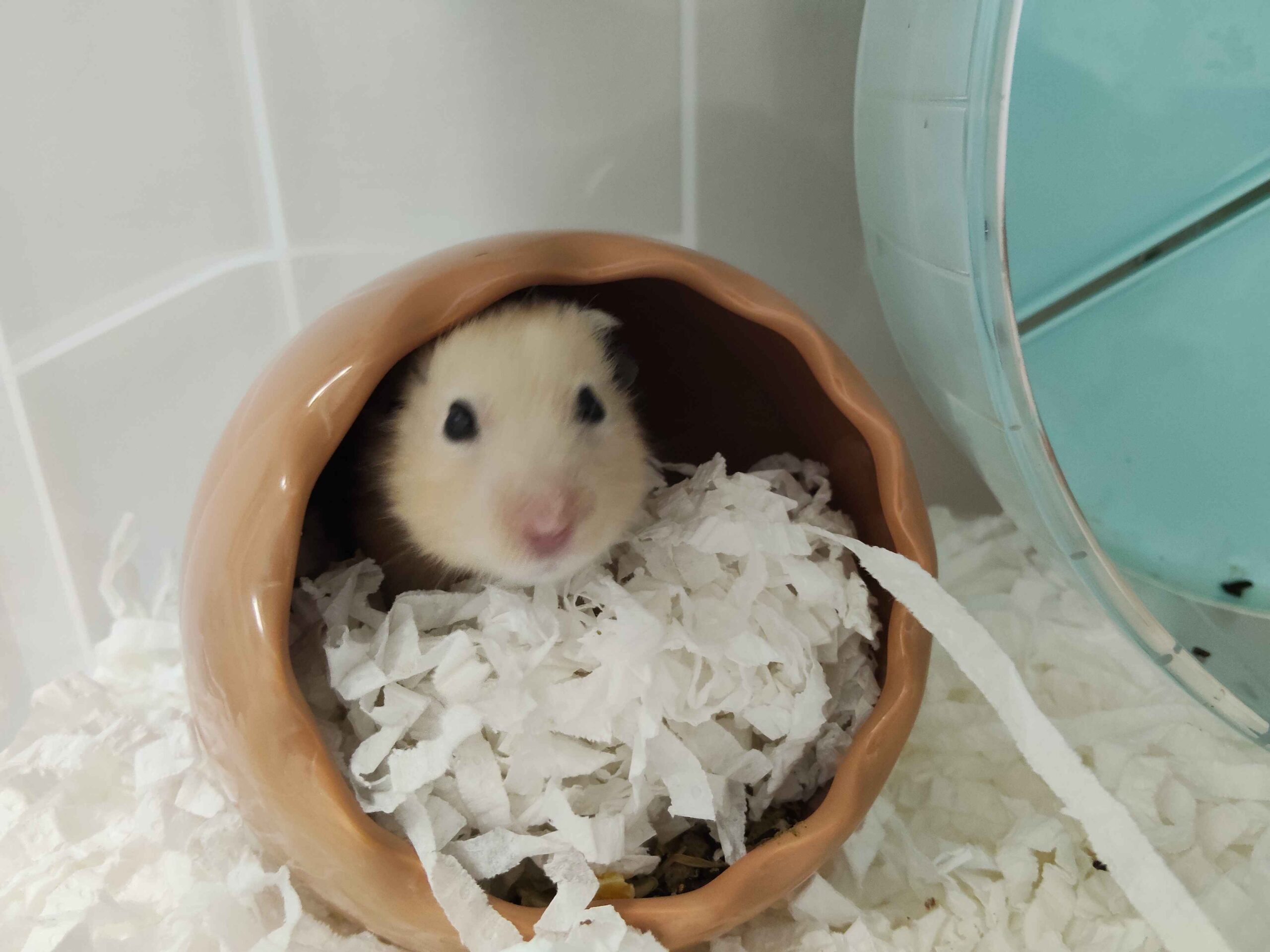 【倉鼠寄宿日常】秒斷電的蜘蛛人？「蛋蛋」住宿日記：破解鼠寶咬籠子與跑輪當廁所的秘密