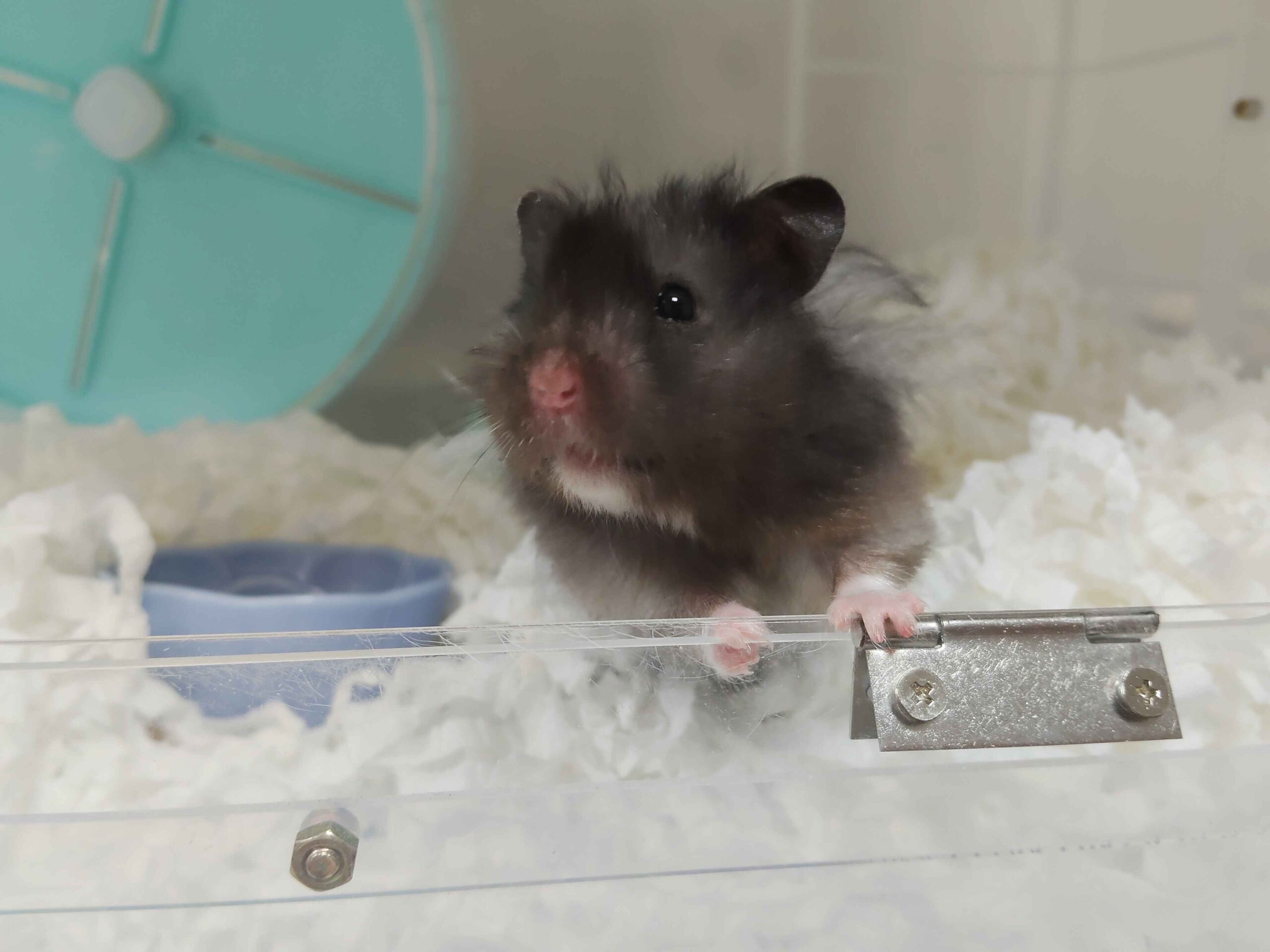 【倉鼠寄宿日常】神秘客「黑仔」住宿日記：前三天超乖都是裝的？揭密鼠寶的「環境適應期」與築巢秘密！