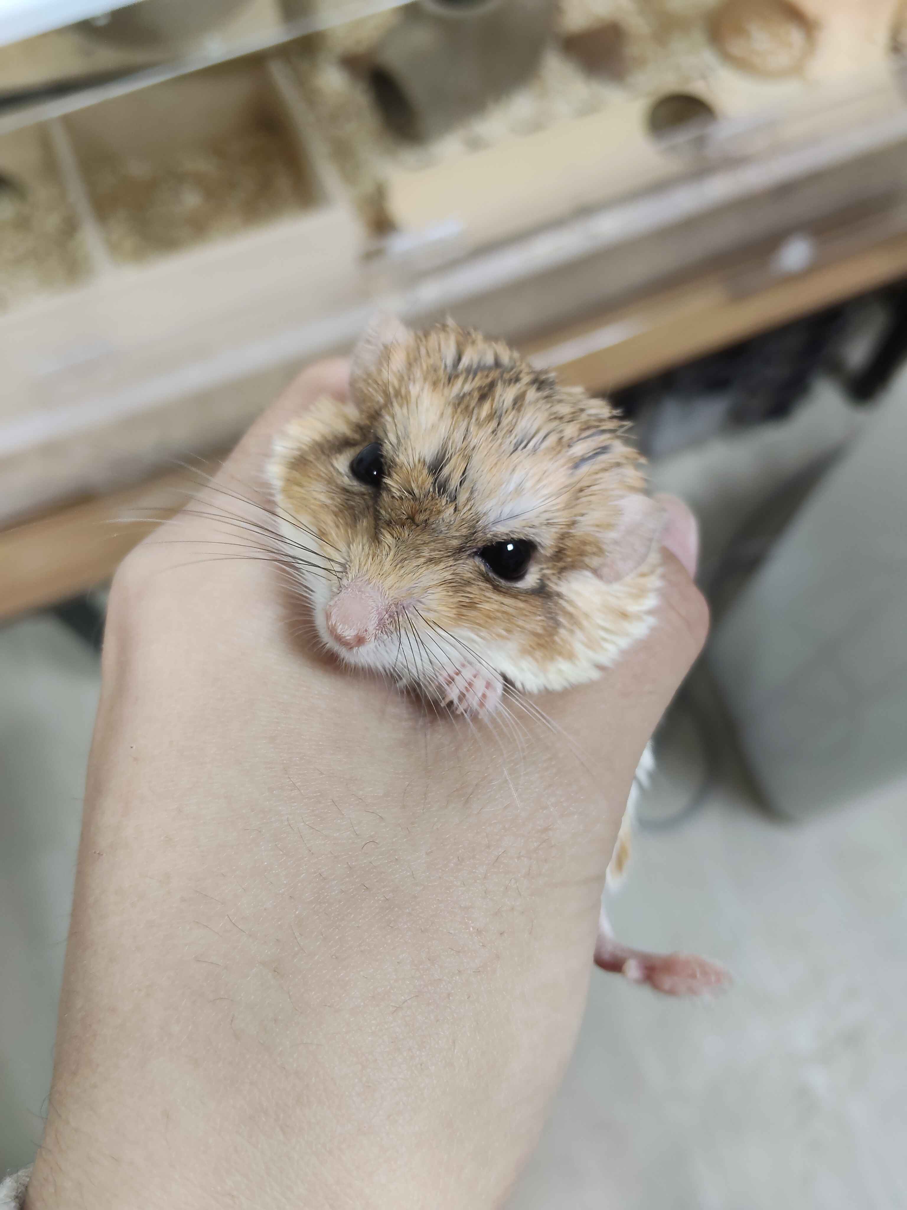 倉鼠在籠中活動