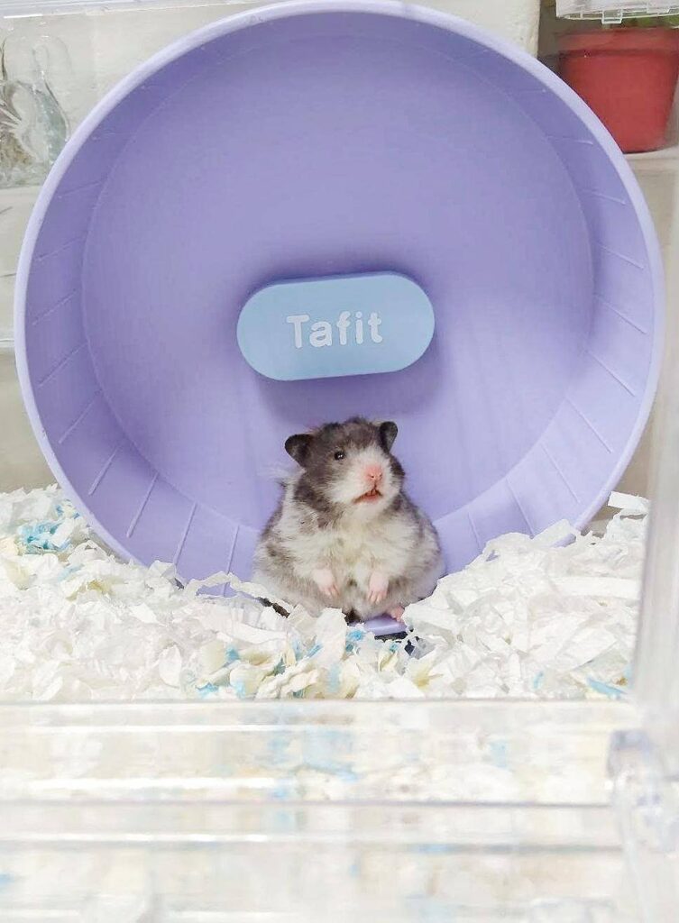 大仔家寄宿倉鼠 - 健康活潑