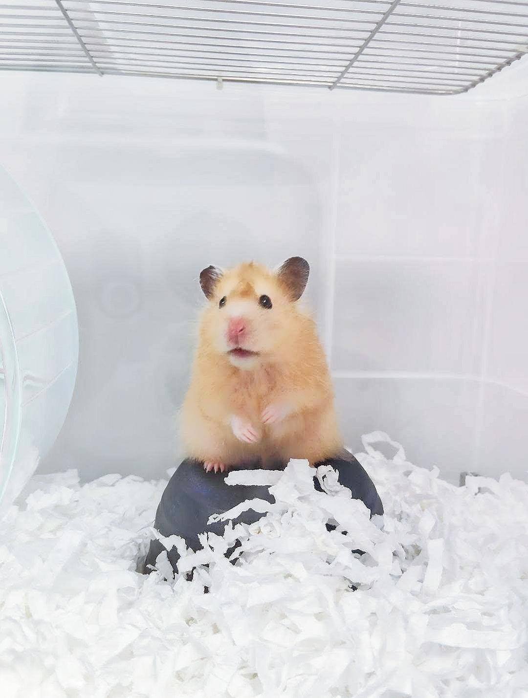 大仔家倉鼠寄宿 - 鼠寶近照