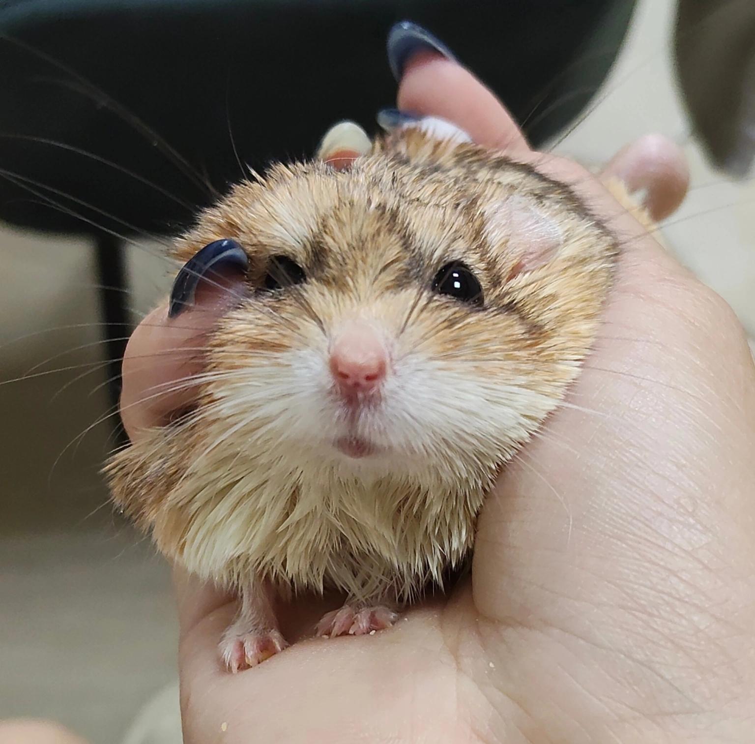 大仔家倉鼠寄宿費用與規則