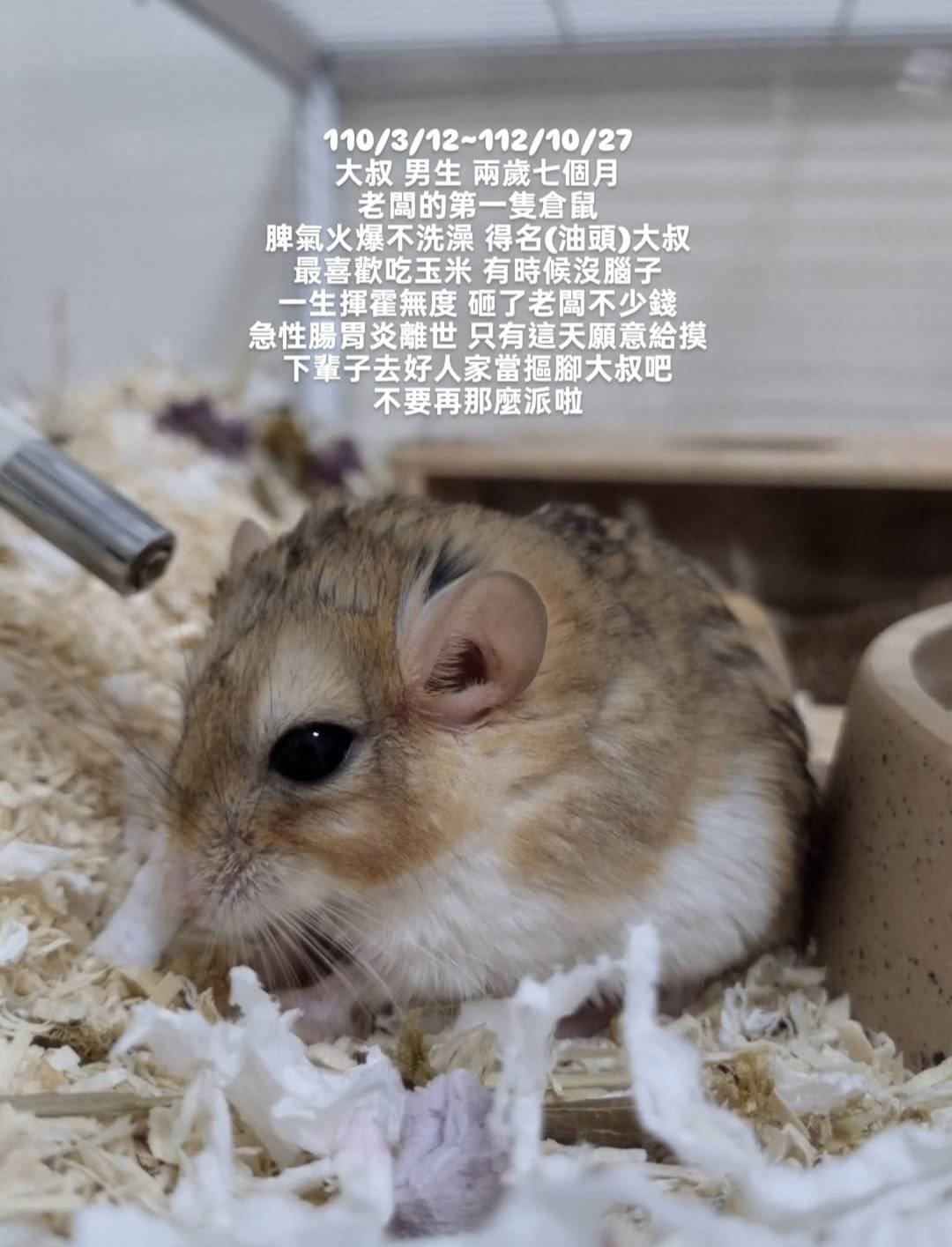大叔 — 老闆的第一隻倉鼠，2021年3月12日至2023年10月27日