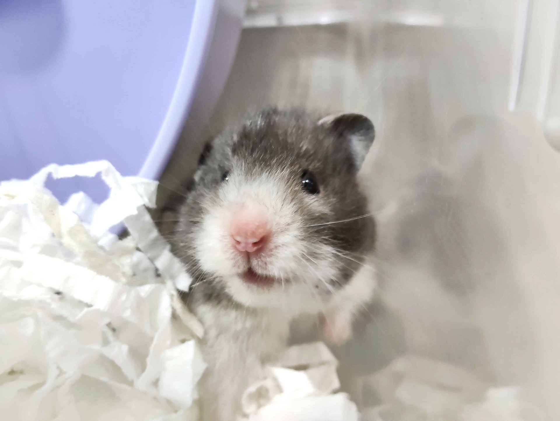 【倉鼠寄宿日常】等了2個月才見面！「麻吉」的住宿日記：退宿前一小時的緊急傷口處理實錄