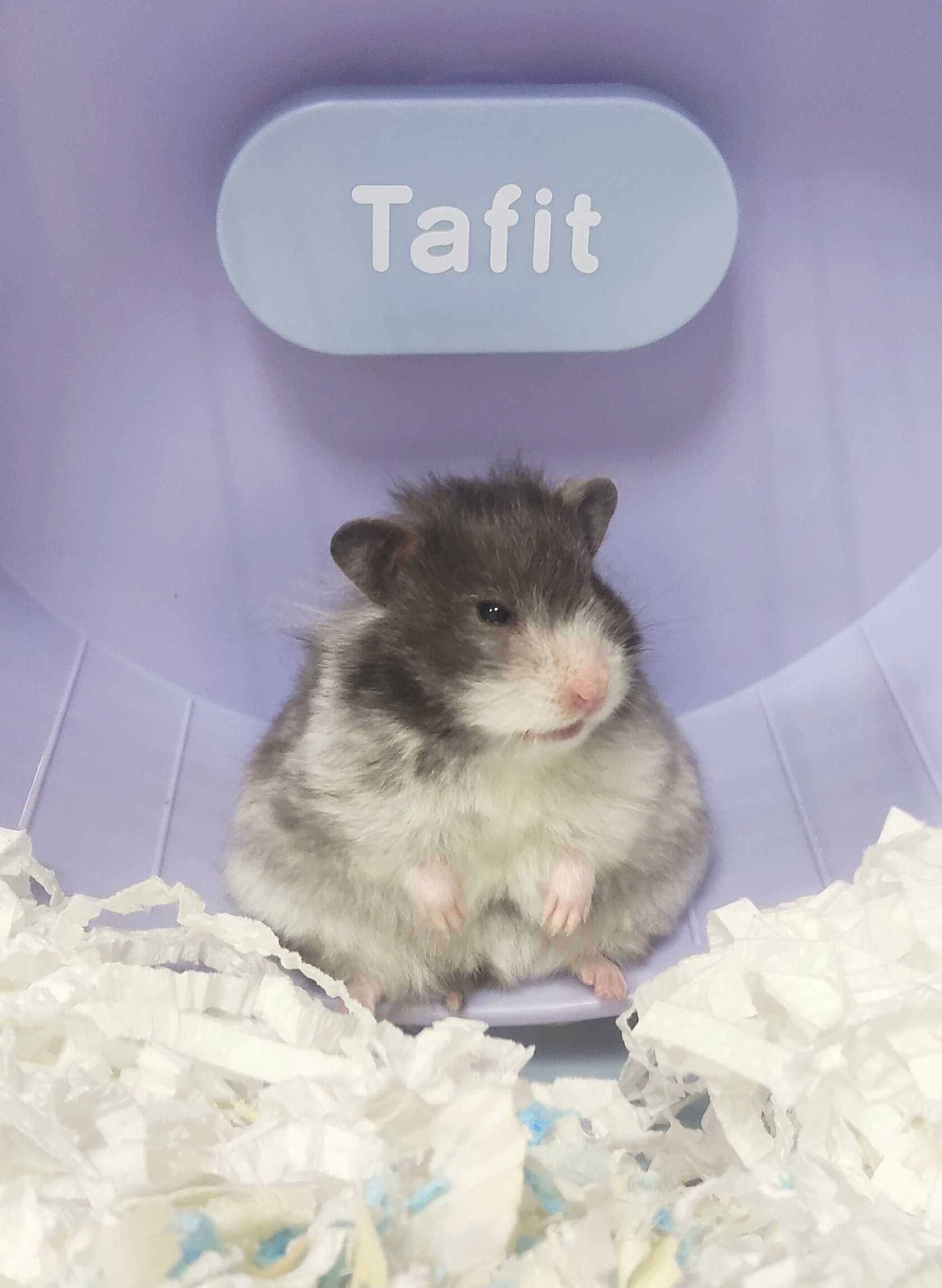 倉鼠寄宿麻吉小姐坐在躲避屋裡的可愛模樣