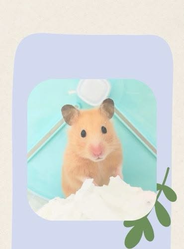 倉鼠寄宿專屬空間 - 大仔家