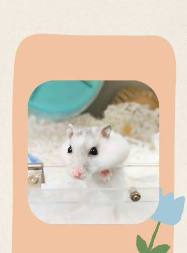 倉鼠細心照護服務 - 大仔家