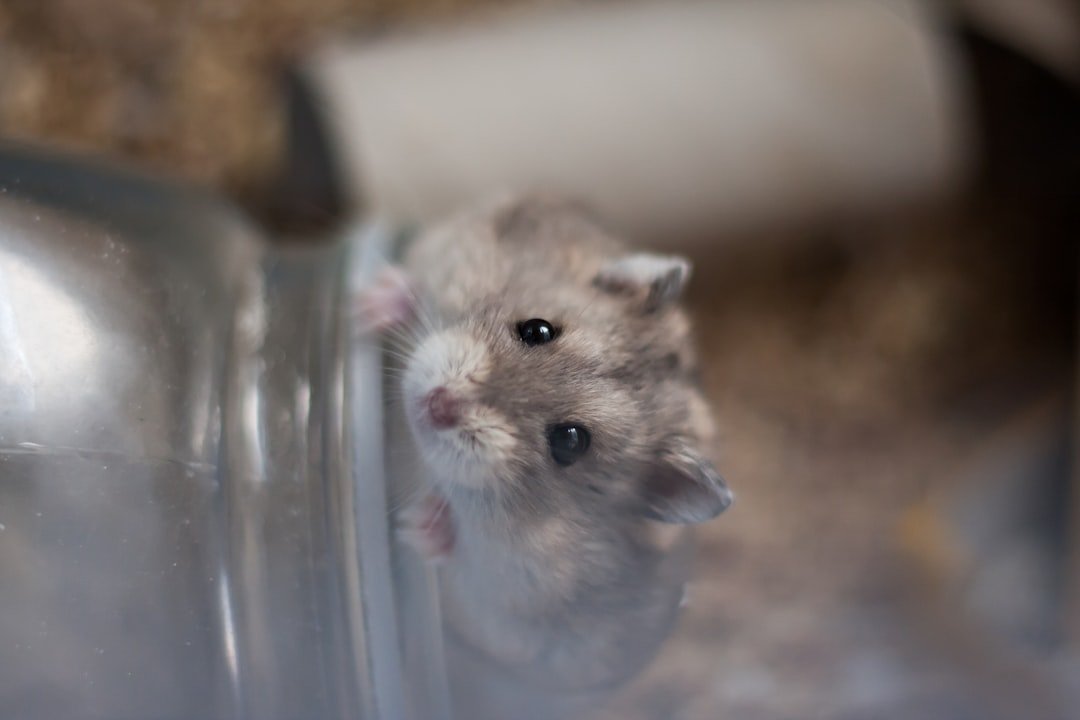 三線鼠飲水——乾淨飲水與穩定飼料是預防濕尾症的基本功