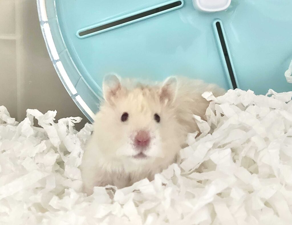倉鼠躲在白色紙屑臥鋪中，旁邊是藍色跑輪
