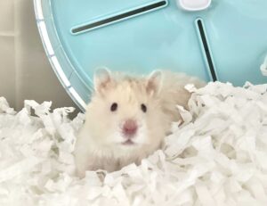 倉鼠半夜超吵怎麼辦？夜行性原因解析＋放風池實用解法