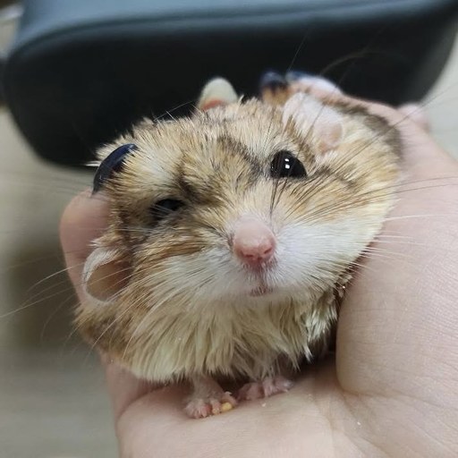 大仔家倉鼠寄宿 - 可愛倉鼠近照