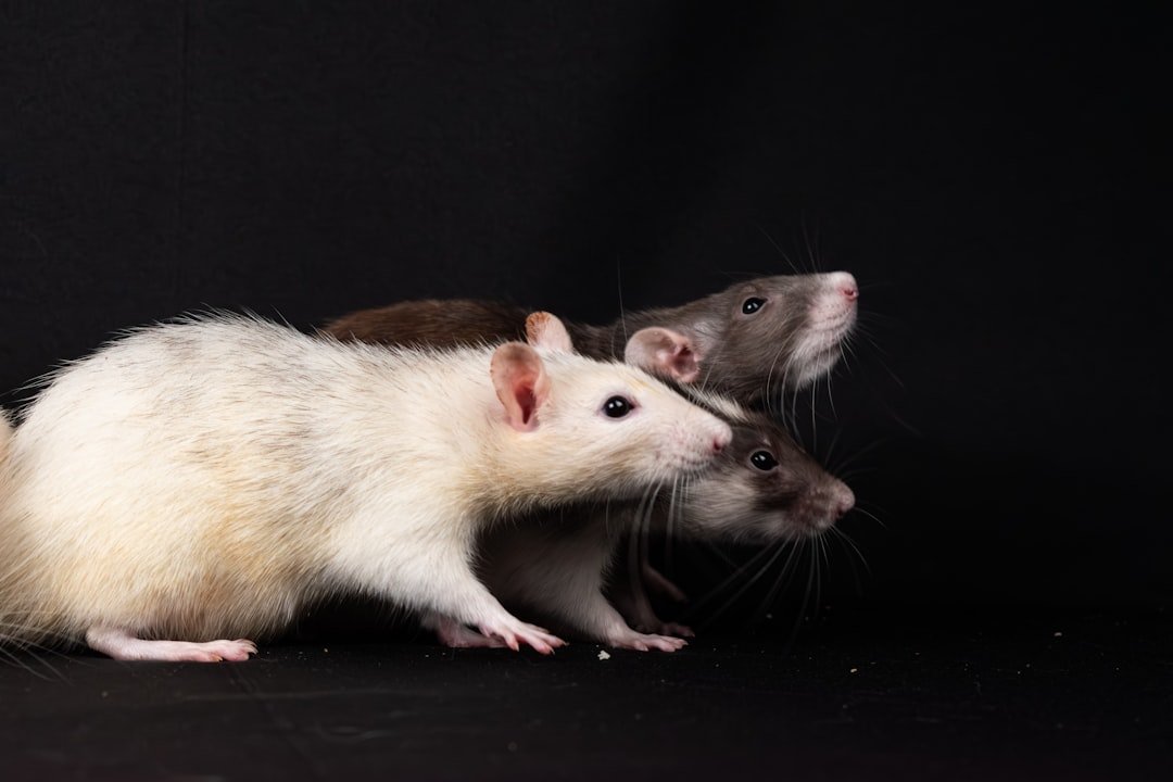 三隻花枝鼠（hooded rat）群體照——白色、銀灰、巧克力色 hooded 斑紋