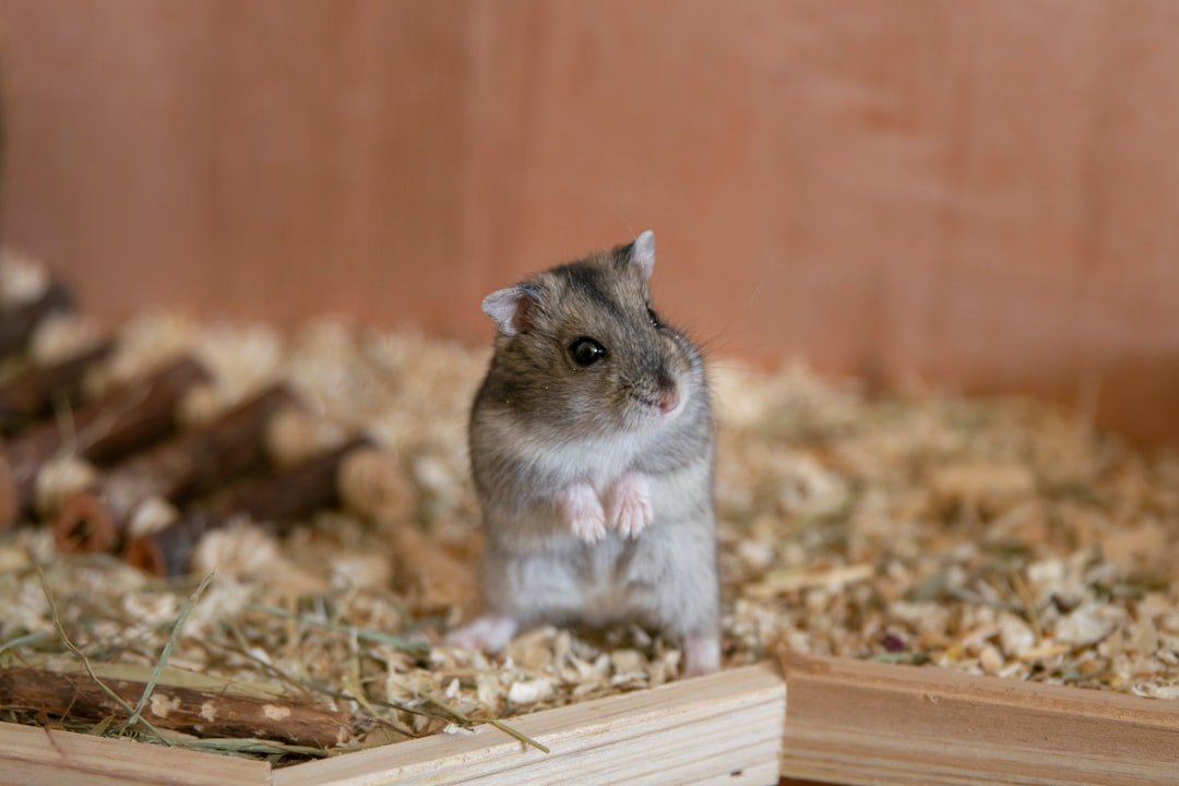灰白色的小型倉鼠（dwarf hamster）在木屑上站立——體型跟黃金鼠差異明顯