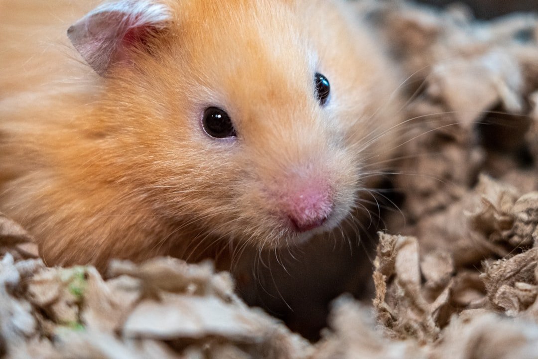 黃金鼠（Syrian hamster）長毛奶油色個體特寫，台灣最常見寵物倉鼠
